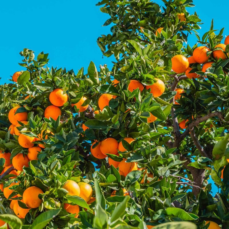 brume-apothicaire-apaisante-534506.jpg brume-apothicaire-apaisante-534506.jpg